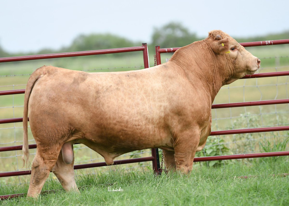 We told you this set was special. The possibilities are endless for these bulls that bring forth the power and dimension that the “Great White Breed” is known for! We hope that you will join us, October 16th as we sell 130 breeding age bulls that are ready to do work!