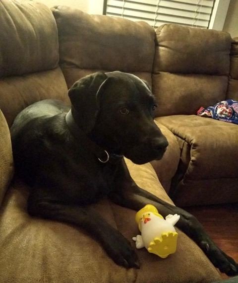 realTrooster's tweet photo. As you can see folks...I am well liked and well guarded. Believe me!

https://t.co/GPaSazdSmk

#stablegenius
#Trump
#DogsofTwitter
#Election2020
#HaveFun https://t.co/Mk5Vr4xUeI