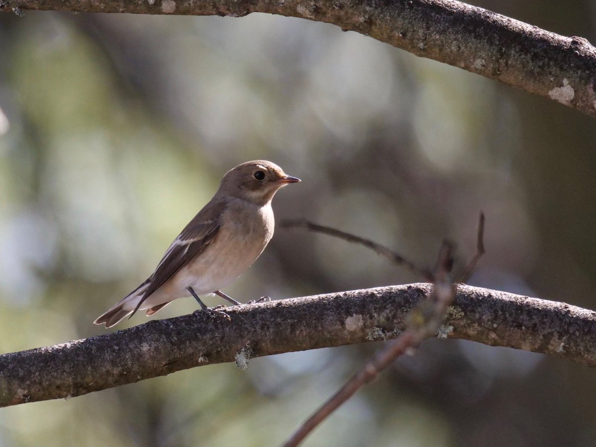 Hawfinches are reasonable easy to see in the grounds of @Huerta_Grande and this afternoon there were 4 PiedFlys in the dappled shade 😀