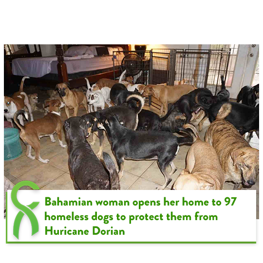 ChiveCharities's tweet photo. With Hurricane Dorian wrecking havoc on the Bahamas, dozens of dogs have been given food, safety, and shelter thanks to one compassionate woman.
Chella Phillips has taken 97 homeless and abandoned dogs into her Nassau home since the storm hit the island this week. https://t.co/gxCjKSJOOG
