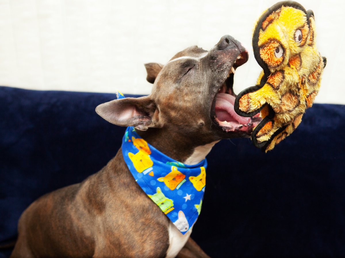 Friends of Lucas County Dogs tweet media