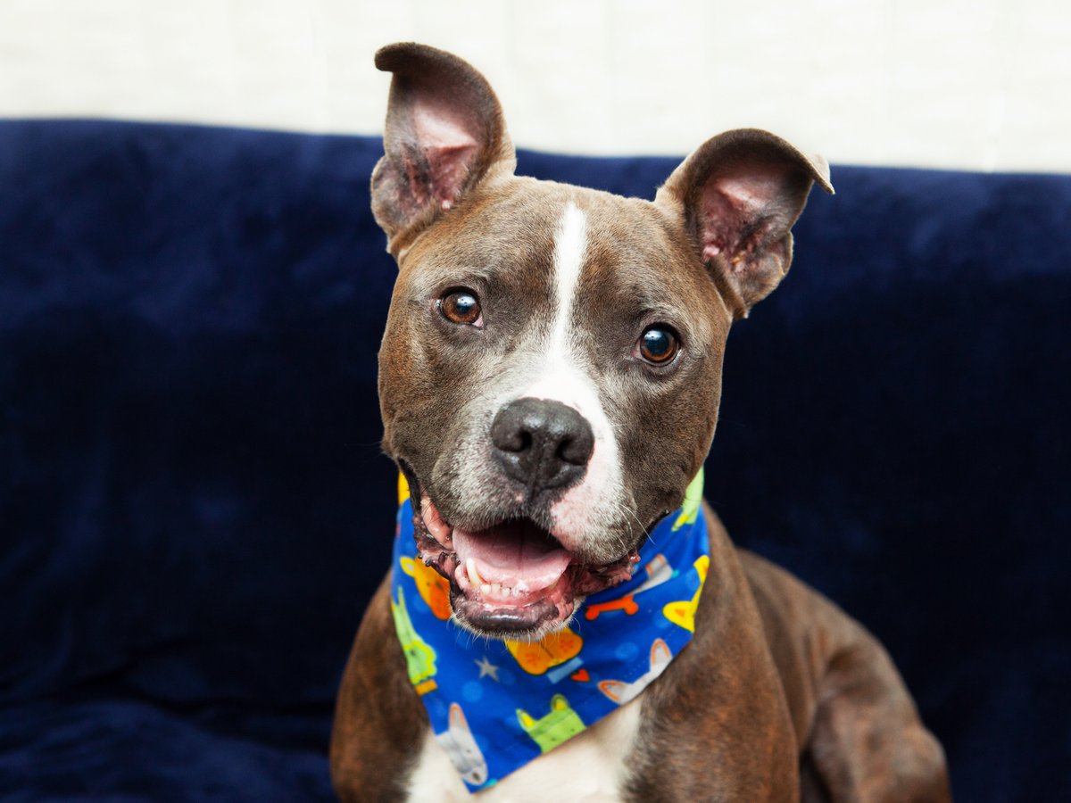 Friends of Lucas County Dogs tweet media