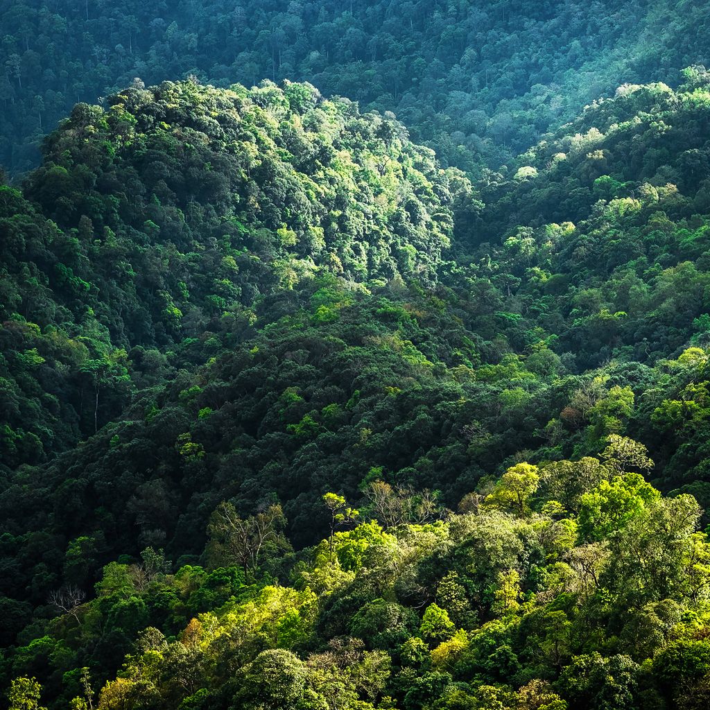 FAOenFrancais's tweet photo. Les #forêts sont bien plus importantes qu’on ne le croit
 
Elles nettoient notre eau et filtrent notre air, et elles fournissent de la nourriture, des médicaments et du carburant à plus d'un milliard de personnes dans le monde. 👉 https://t.co/DX9ICaLUuF

#FaimZéro https://t.co/0oaKTDSSAK