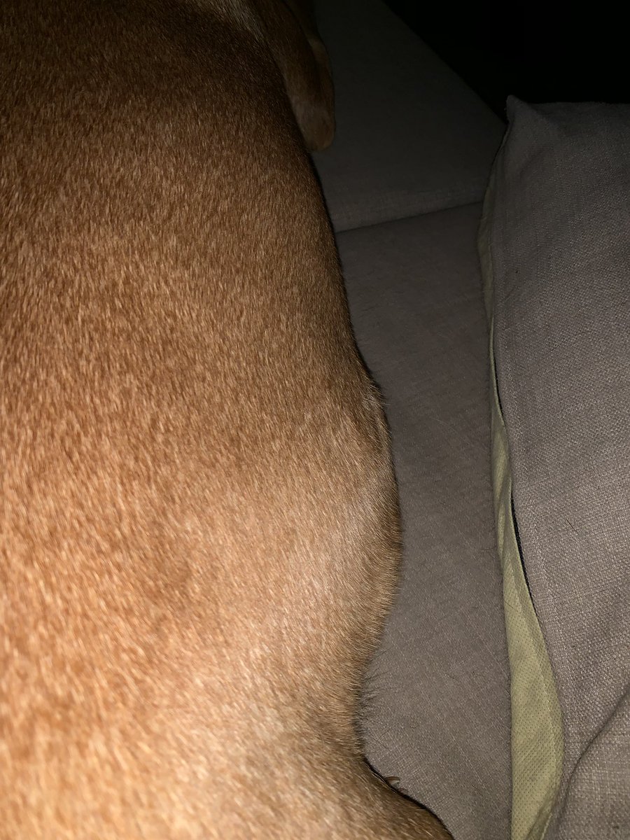 Lushlabs's tweet photo. Puppy bump sticking out!! ❤️❤️❤️ https://t.co/W2pqtnlMdZ