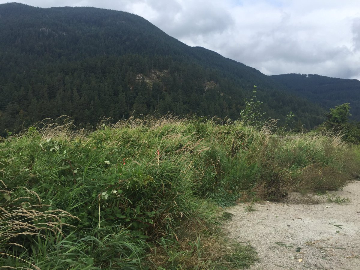 Another field day at Dewdney pulling invasive Himalayan Blackberry plants. Can’t wait to see how the school community will use this outdoor learning space! #outdooreducation #himalayanblackberry #wetlands #cccadventure #leaderstoday <a href="/BCWildlife/">B.C. Wildlife Federation</a> <a href="/CWF_FCF/">Canadian Wildlife Federation</a> <a href="/jklassensd75/">jordan klassen</a>