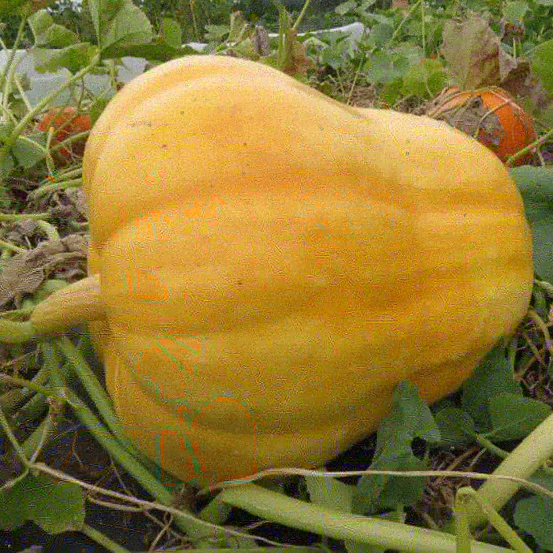 The giant pumpkin will not be winning any prizes but a masive improvement on last years, saturday it will be off to the Henley agricultural show 

#giantveg #pumpkin #henleyshow