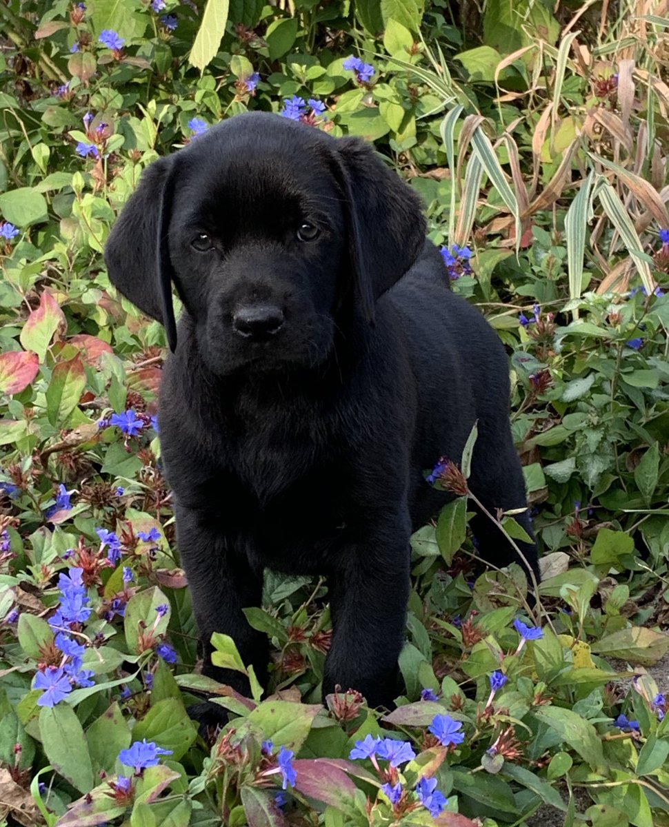 Barnes Puppy Love Puppylovelabs Twitter