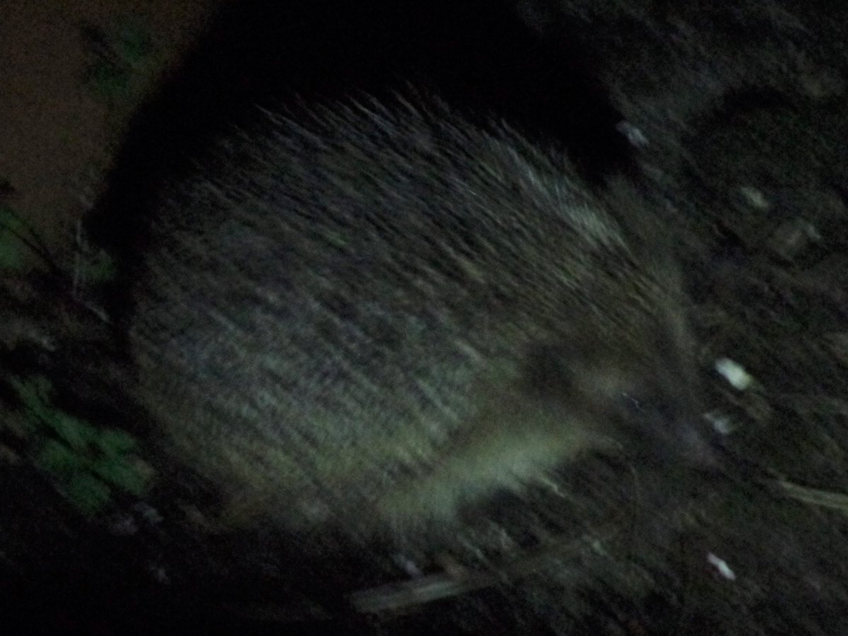 life_from_a_bed's tweet photo. #wildlife #garden #worldfrommywindow #hedgehogs #gardenbynight #horizontallife #spoonie https://t.co/cjjPBd83HB