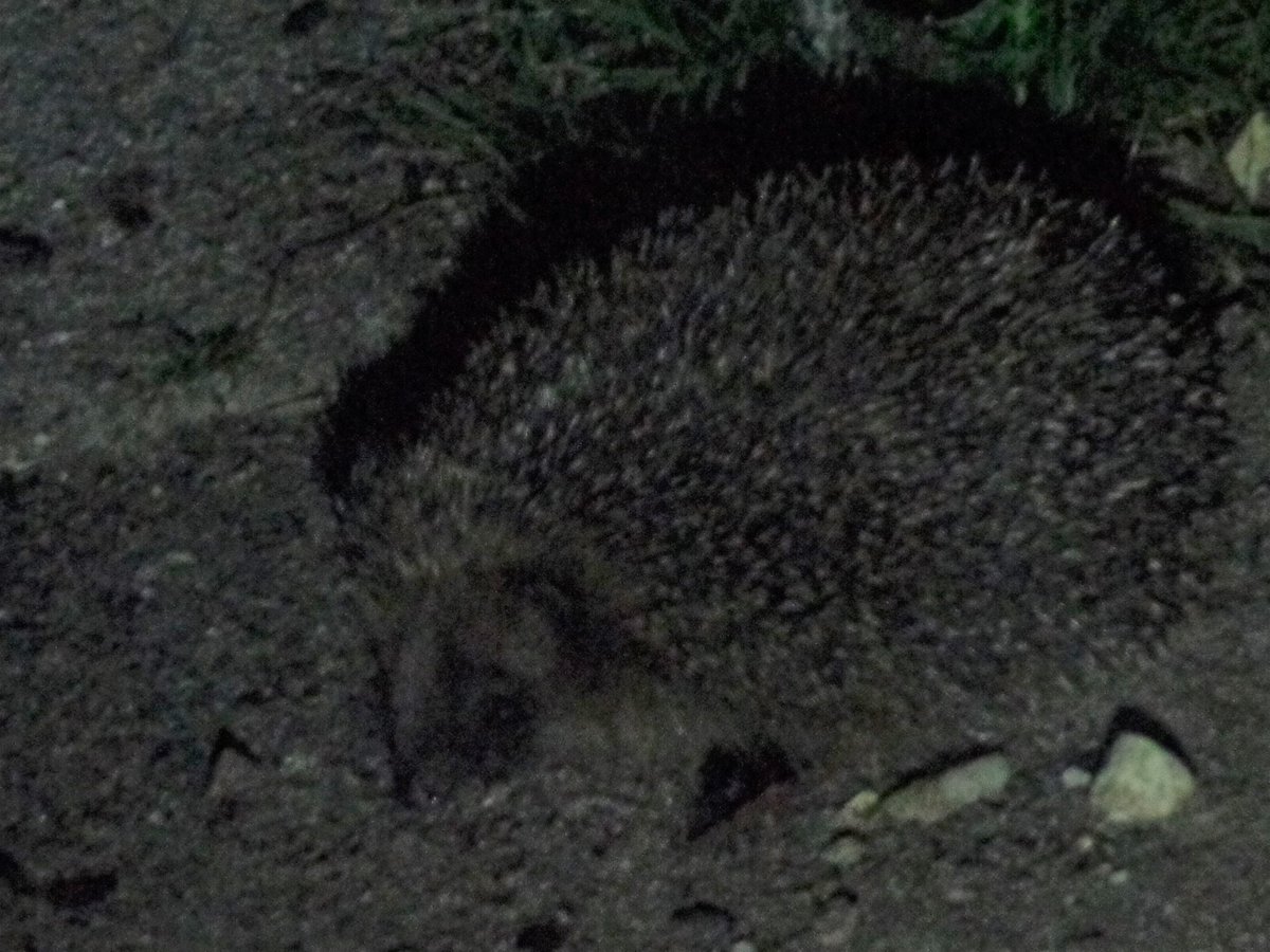 life_from_a_bed's tweet photo. #wildlife #garden #worldfrommywindow #hedgehogs #gardenbynight #horizontallife #spoonie https://t.co/cjjPBd83HB