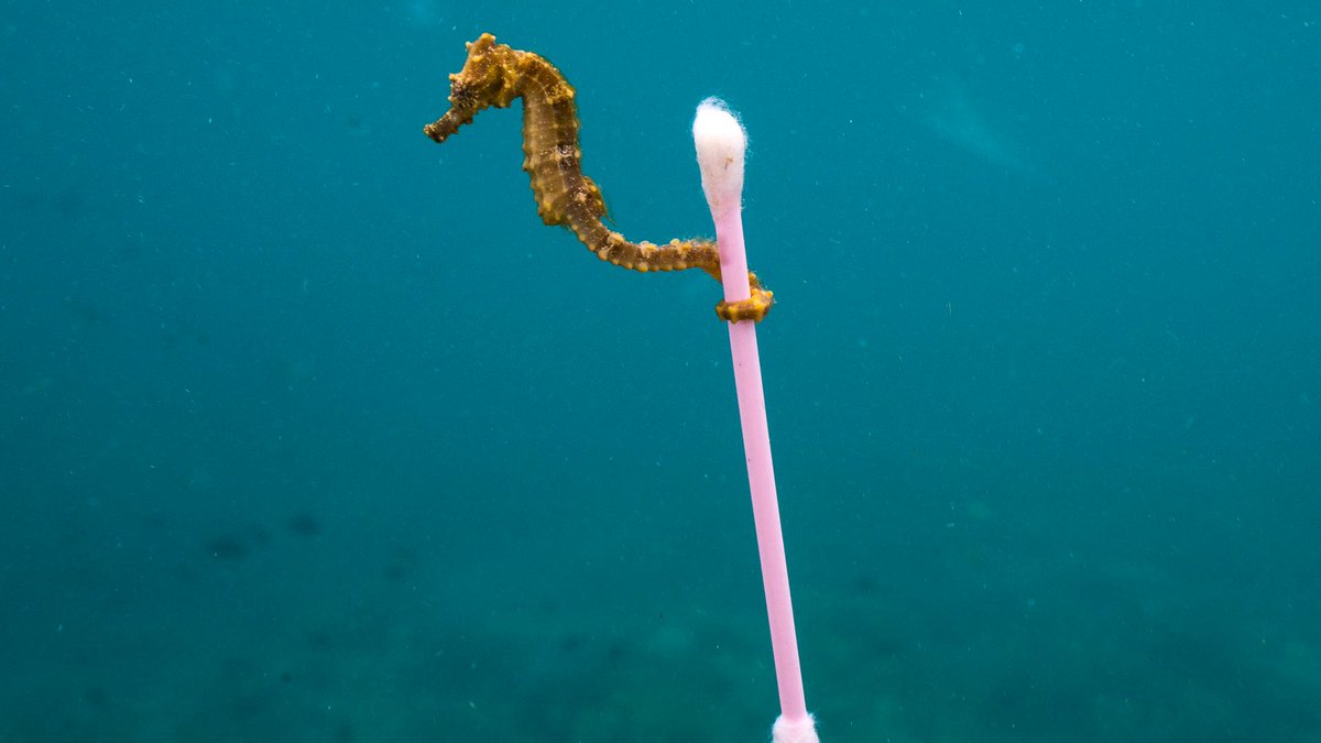 Creatingbags's tweet image. Esta fue una de las fotos más tristes del 2017. ow.ly/ziSj50vXvOp #contaminación #plástico