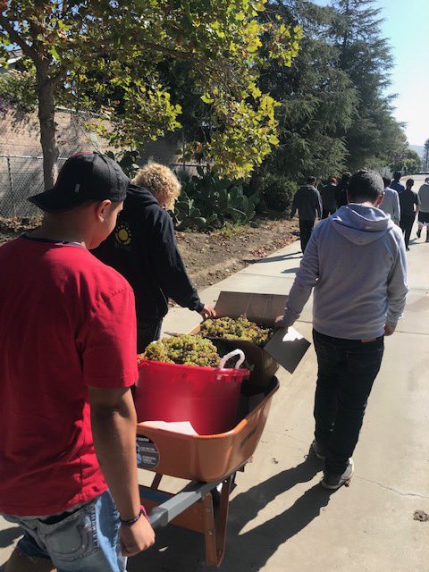 MattStockton83's tweet photo. PV Ag students begin their grape harvest. They will soon be learning about the fermentation process. Great work PV Ag! https://t.co/1NAHvHo4gA