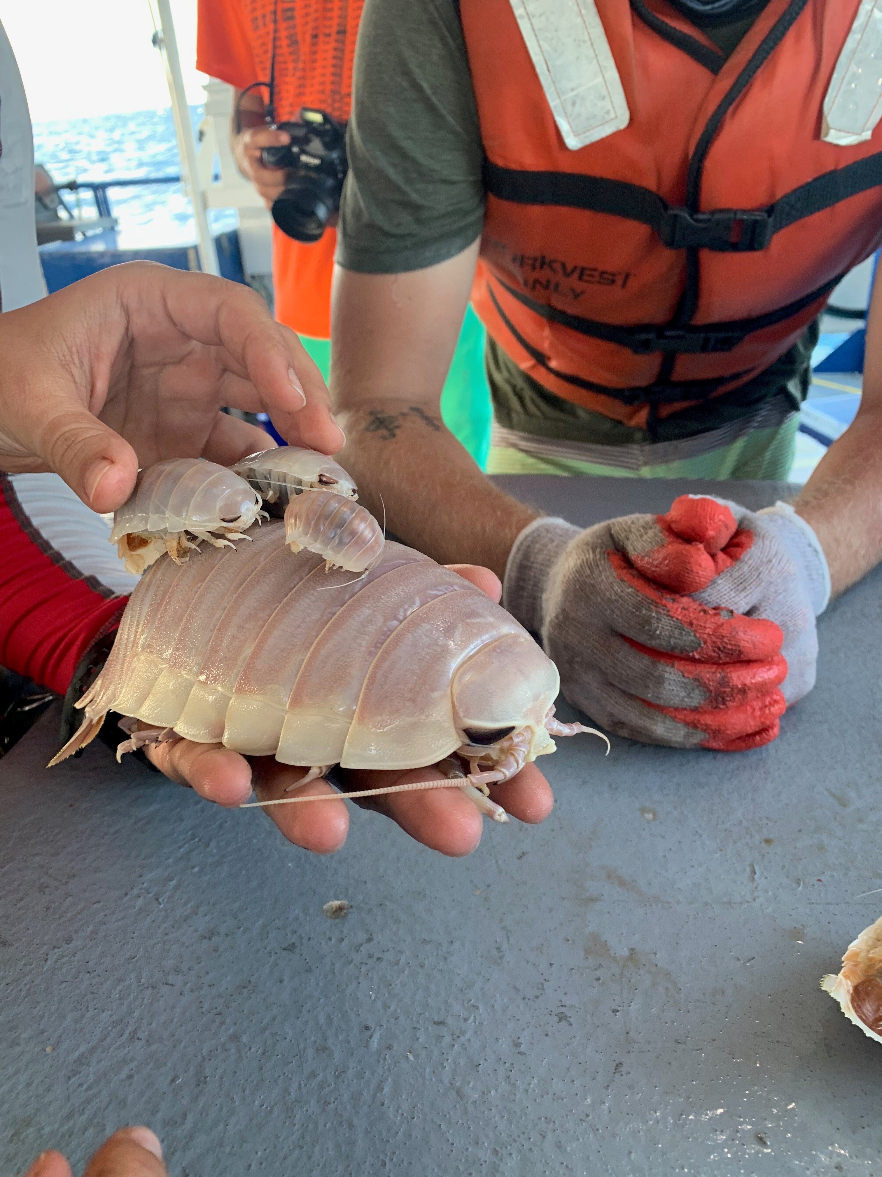 Shedd Aquarium on X: At depths of up to 3,000 feet (!!!) we have recorded  amazing creatures like the Atlantic sixgill shark, Cuban dogfish and these  giant isopods.  / X