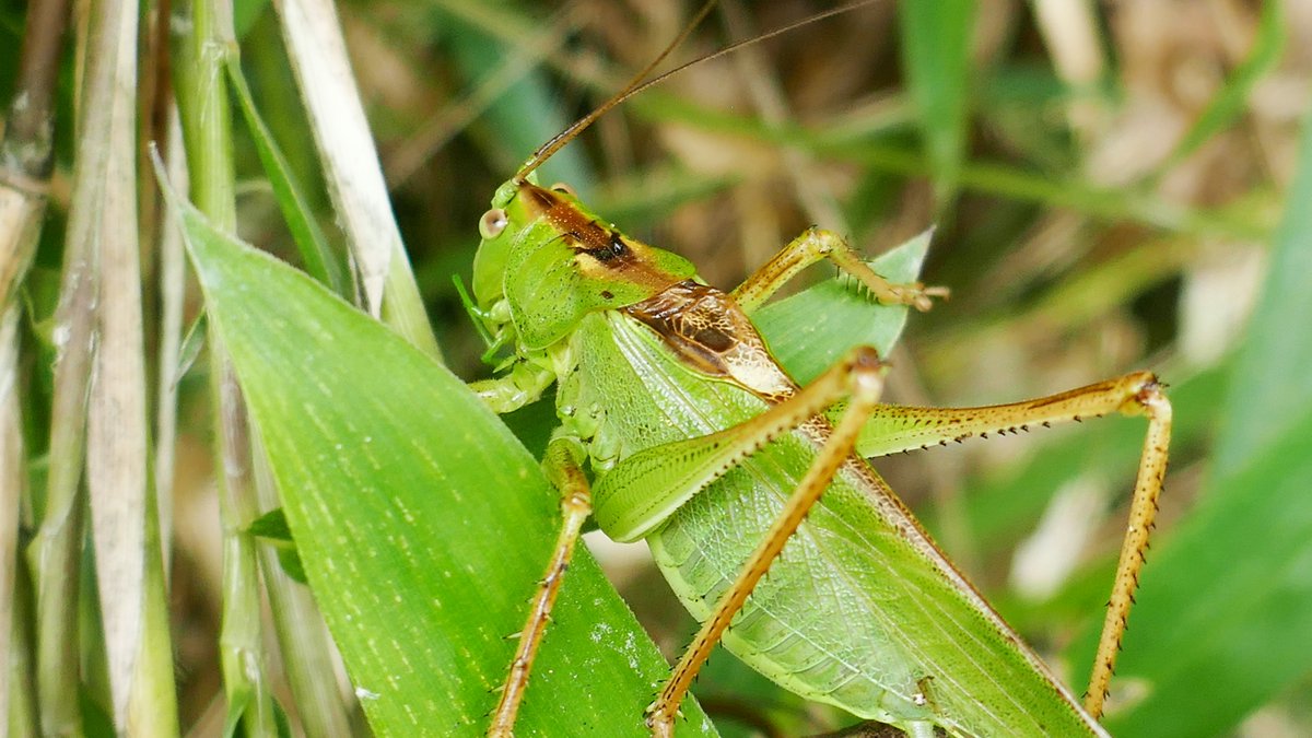 旨みとコク ヤブキリとカマキリ 捕食者同士どちらが強いのだろう ヤブキリ カマキリ 旨みとコク ヤブキリとカマキリ 捕食者同士どちらが強いのだろう ヤブキリ カマキリ