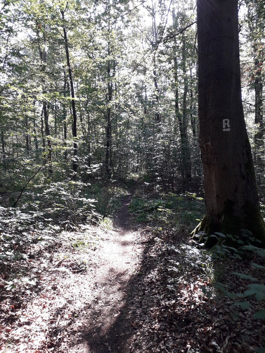 icelandfreundin's tweet photo. #Mühlhausen #Hainich Heute 2. Etappe der #Wanderung oder der #Runst wie man sagt auf dem #HainichRennstieg von #Heyerode nach #Kammerforst auf sehr abwechslungsreichen Wegen über Struppeiche, Totenkopf und an der #Betteleiche vorbei. https://t.co/qsv7cjSyS4