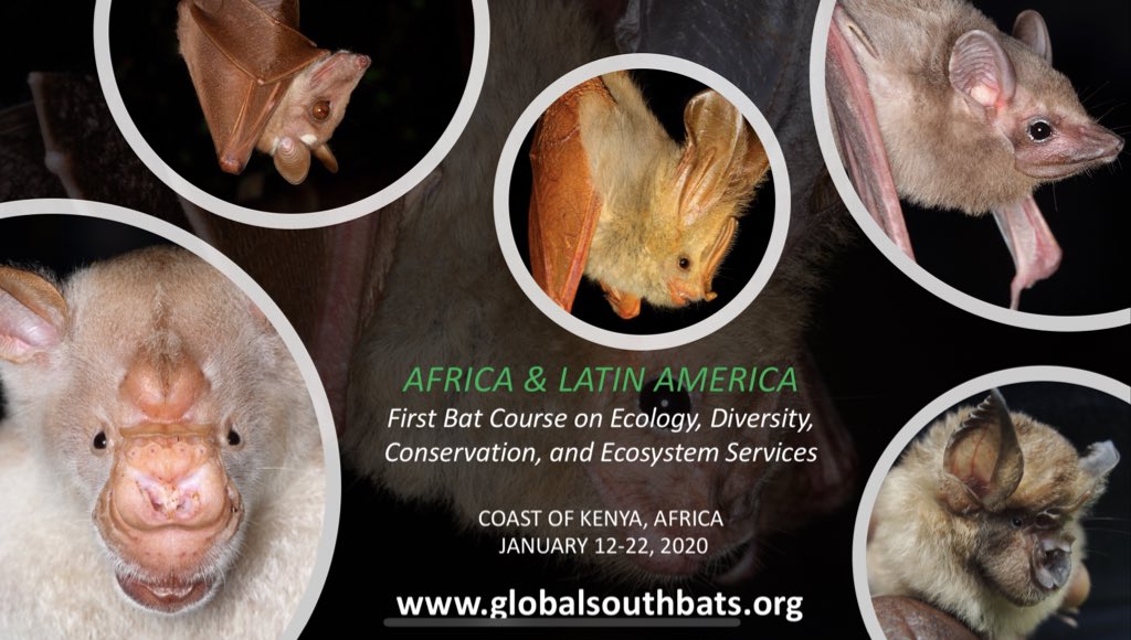 Who wants to join us in the first Latin America and Africa student course? Applications now open! #globalsouthbats #kenyabatcourse2020 #batcourse #batconservation #chiroptera #southsouthnetwork #bats