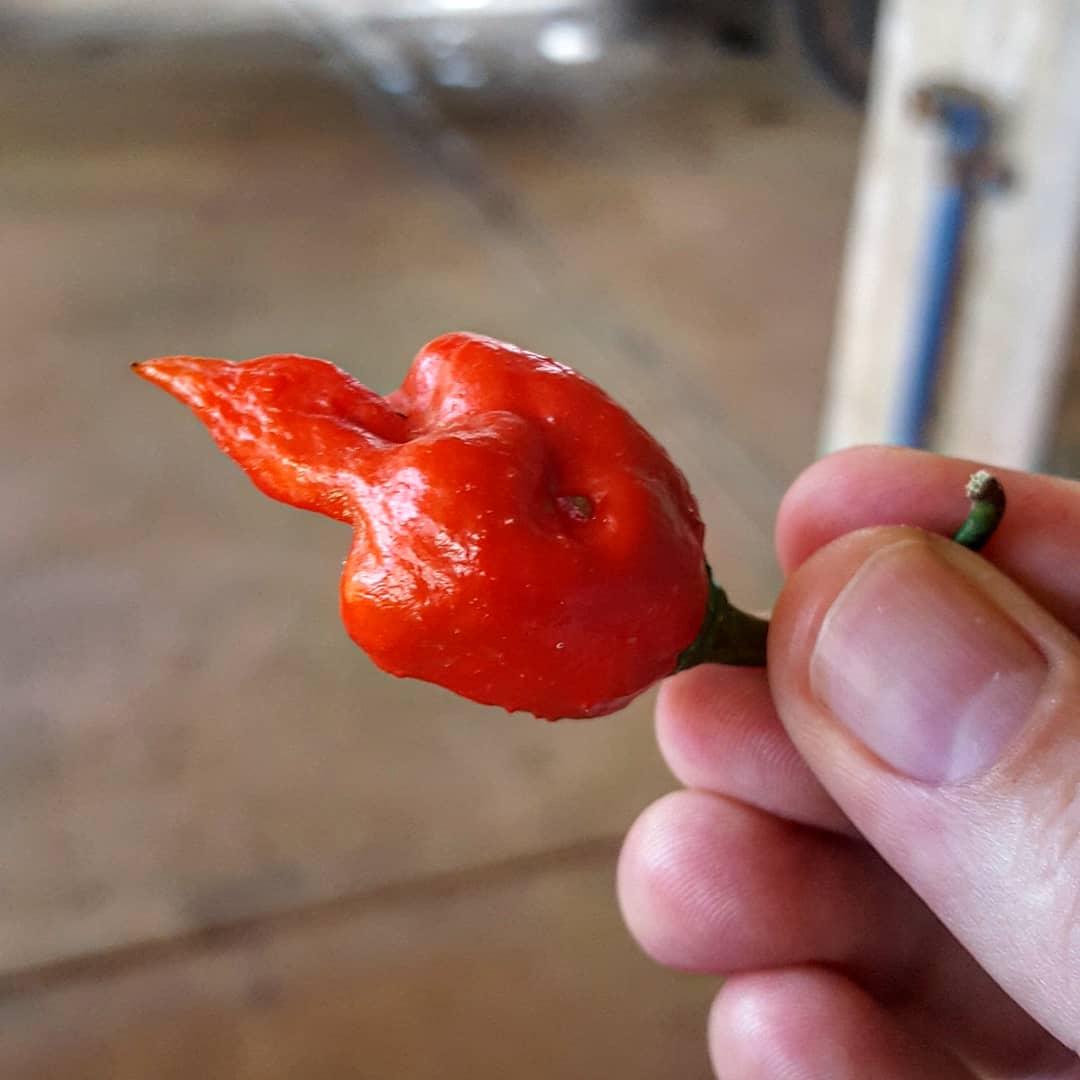 picanticook's tweet image. Emprendi este proyecto bajo condiciones difíciles (vivo en venezuela) y poco a poco va agarrando forma! La salsa más picante con un Ají traído de la India (bhut jolokia) toda una aventura! Regálenme un RT para la buena suerte🖤🔥