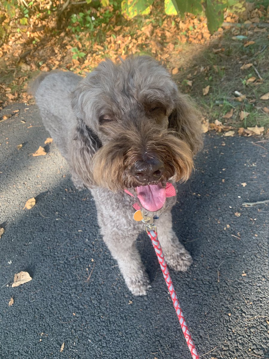 DGercise's tweet photo. Evening walks are the best 💙 #feelslikefall🍁 #DOGercise #cocoisbackintown🐩 #poodlesofinstagram #humpday🐪 #thatsmile #poodlesmile #exercisetime https://t.co/wdOjwslyhR