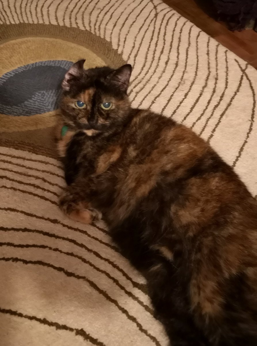 LordConnaught's tweet image. "Hello, my name is Smitten, I'm 16 years old and im so chuffing lazy I can't even be arsed to unfold my right ear for this photo" (I didn't set up the shot, she's been like this for the past 2 hours)