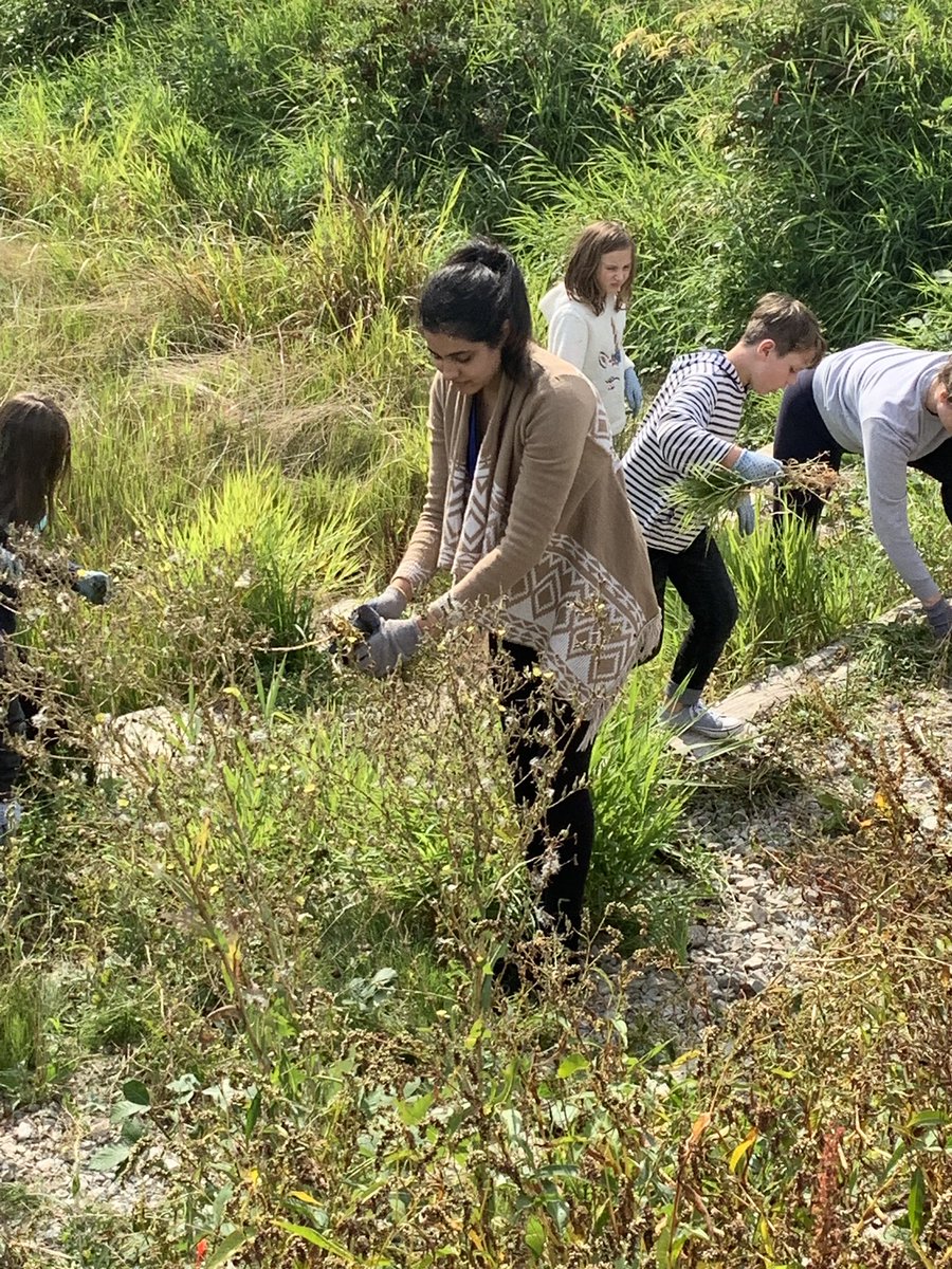 Great day with <a href="/t_shansquared/">Shanshan</a> working with the grade 5/6 class clearing invasive species in our wetlands. Very grateful to <a href="/BCWildlife/">B.C. Wildlife Federation</a> and <a href="/CWF_FCF/">Canadian Wildlife Federation</a> for their help. Visiting @UFVTeacherEd candidates gladly pitched in. A great team effort... to be continued!