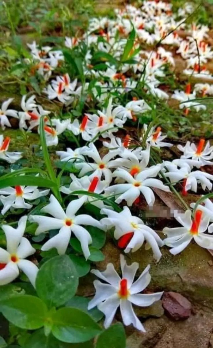 Nikuboruah1's tweet photo. #sewali phool
#শেৱালি ফুলৰ সুগন্ধি ।।।।
সুপ্ৰভাত সকলোৰে বাবে মংগল কামনা কৰিলো ।।
Happy Thursday..
Fresh morning... https://t.co/0XouLF9IOR