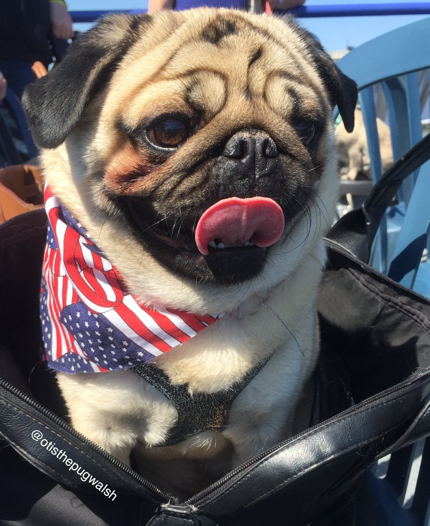 For all the brave men, women, &amp; service dogs that selflessly gave their lives to help rescue efforts on 9/11, we honor you. And also for those that perished that day, we will #neverforget! -Otis ❤️🇺🇸💙🇺🇸