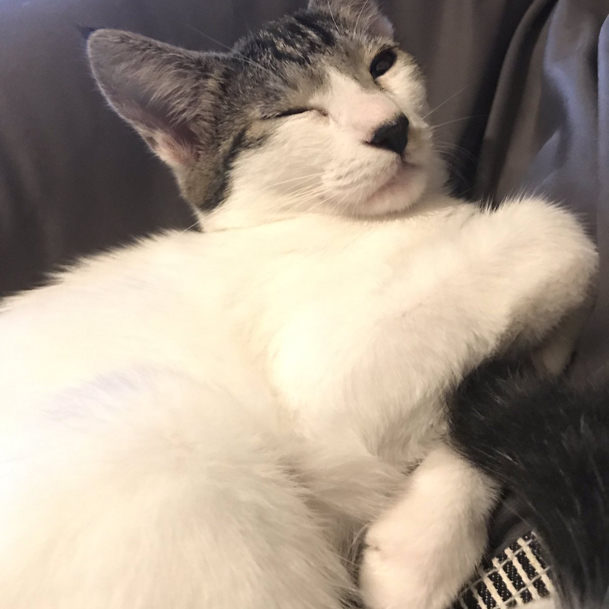 飼ってる猫がロフトベッドに登ってくるときの顔 あまりにも必死過ぎて必ず笑ってしまう 無限に見れる Togetter
