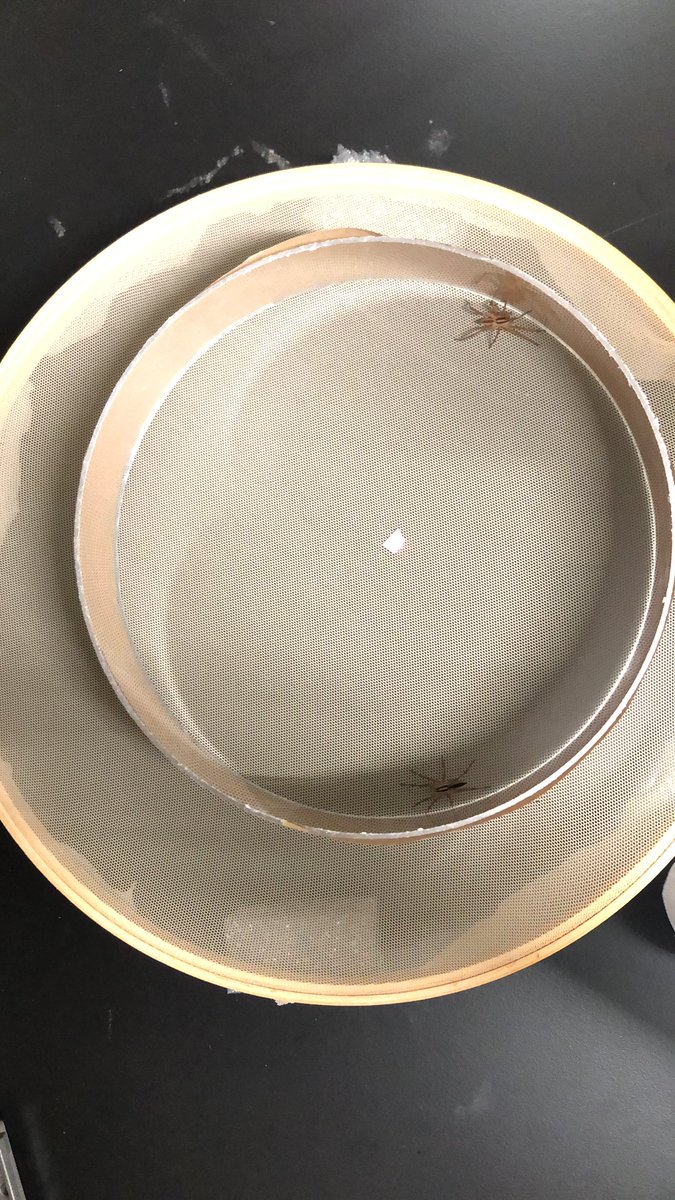 Borikenophis's tweet photo. Because even though you are studying predator-prey interactions, you always have to run a side mating trial so funsies #Arachnology #Lycosidae #LycosidBehavior #WolfSpider #FowlerFinnLab https://t.co/xJsmKH06jk