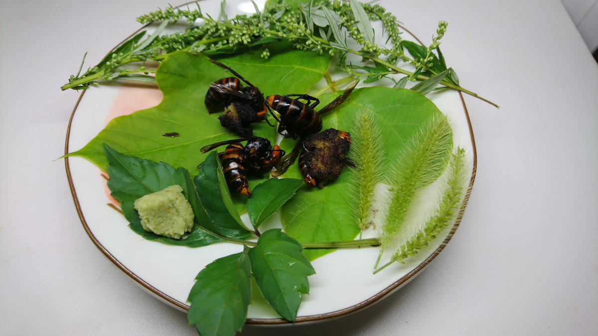 おーちゃん 昆虫採集の神様 創作料理 オオスズメバチのわさび揚げ
