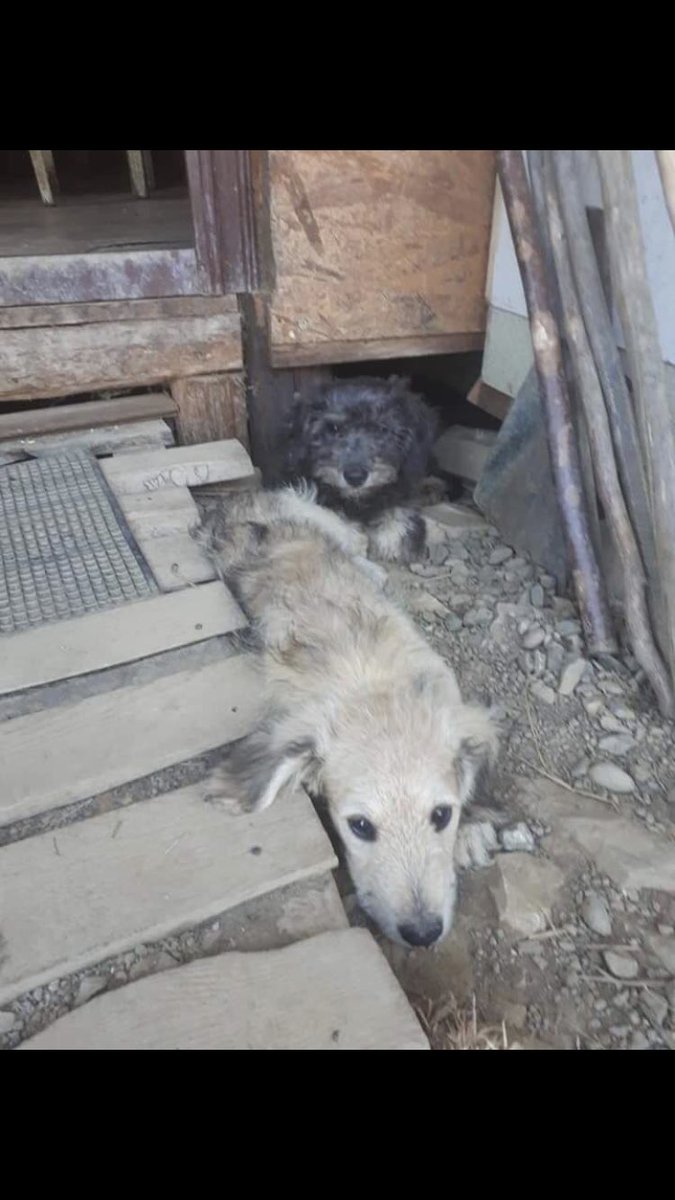 laurenbamberyy's tweet photo. Plz retweet! All these dogs will be put to a kill shelter if they can’t raise enough money, not one to tweet things like this but I rescued my dog from here and it’s heartbreaking what they do to dogs over there ❤️ https://t.co/eqemEz4rGf