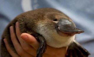 秘密にしておきたかった生き物 カモノハシ 大昔から生息する生き物 生きた化石ともいわれていて 哺乳類の中では最も歴史の 古い存在かもしれないそうです T Co U6qleiixht Twitter