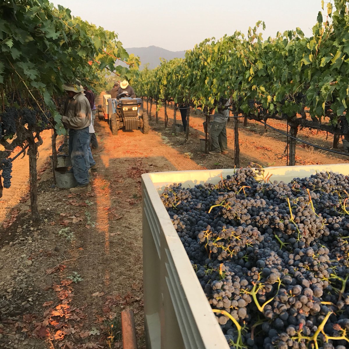 grapeseedwine's tweet photo. Fantastic new wines, perfect for the change in the weather! - https://t.co/6luVr3q4GZ https://t.co/UiXCRqWvSl
