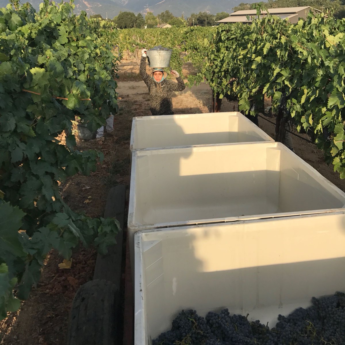 grapeseedwine's tweet photo. Fantastic new wines, perfect for the change in the weather! - https://t.co/6luVr3q4GZ https://t.co/UiXCRqWvSl