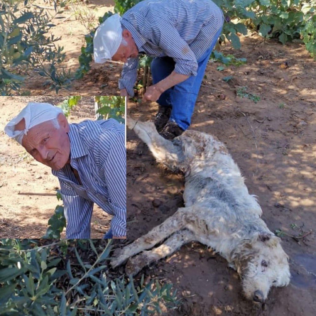 lapinella's tweet photo. Giovanni Ciravolo di Partinico (Palermo), è il criminale che ha torturato Ruth: le ha legato le zampe, l'ha cosparsa di benzina e le ha spezzato la schiena.
Nonostante la mostruosità dello scempio commesso questo essere e’ a piede libero...che orrore🙈
#ruth 🙏❤️ https://t.co/0LDapXfExj