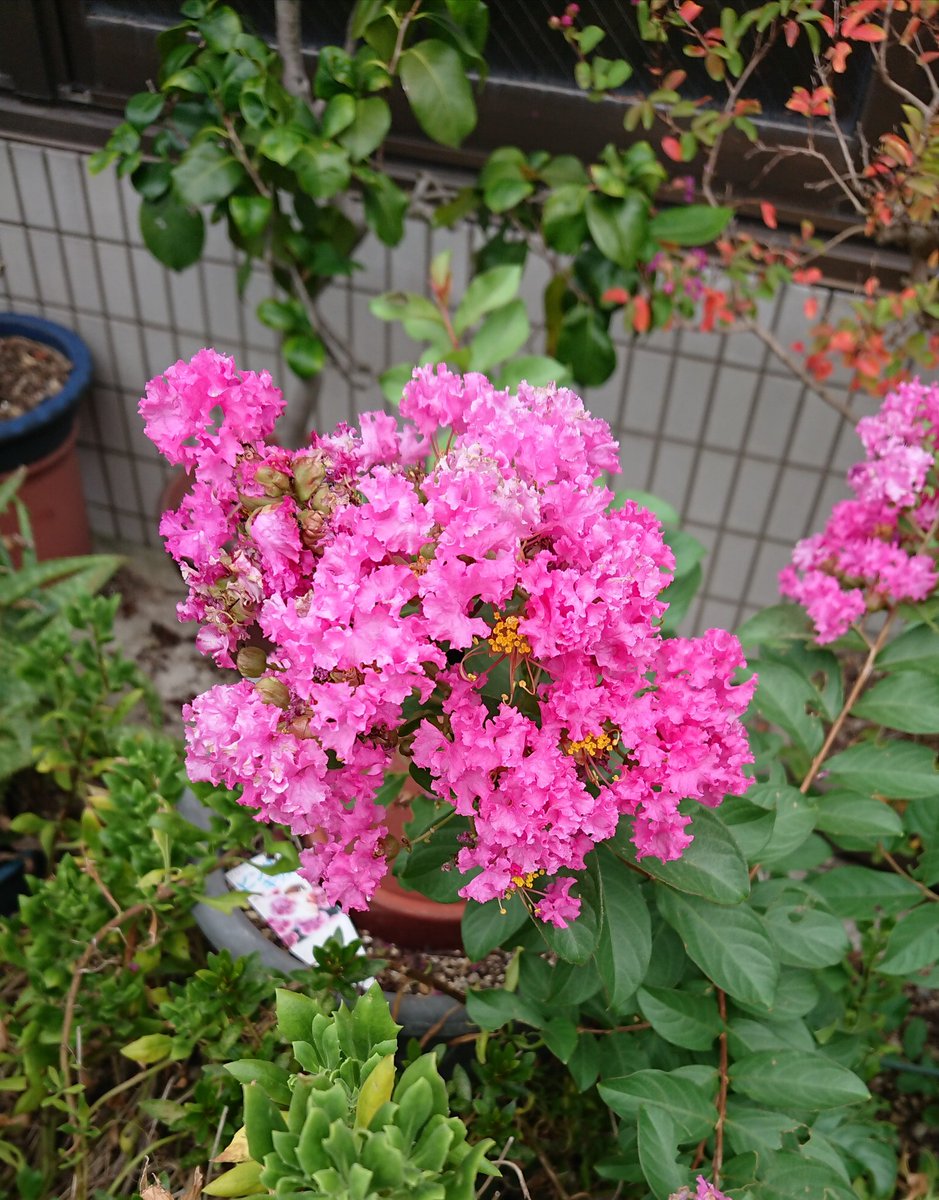 木坂うき ピンクキッスと言う花を撮りました 綺麗なピンク色ですよね 花の写真 ピンクキッス スマホ撮影 写真好きな人と繋がりたい スマホ画面から見た世界