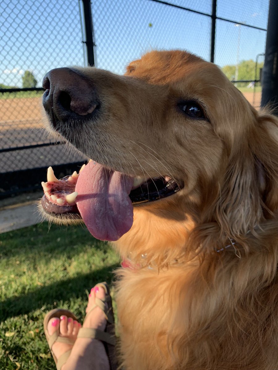 GoldenMackey's tweet photo. Sometimes you just have to let it all hang out! #goldenretriever #barkbark https://t.co/bxCPpf1tCF