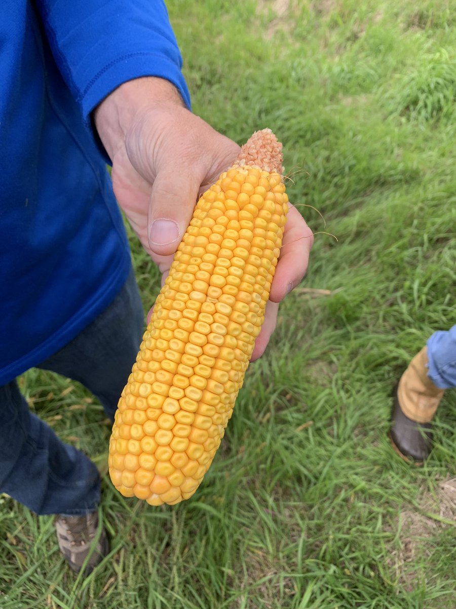 AngiePokeygf's tweet photo. #Allegiant 8734 looks to be a big winner for 2019! #AllegiantSeed #CHSAgServices https://t.co/ePIpFjsFRB