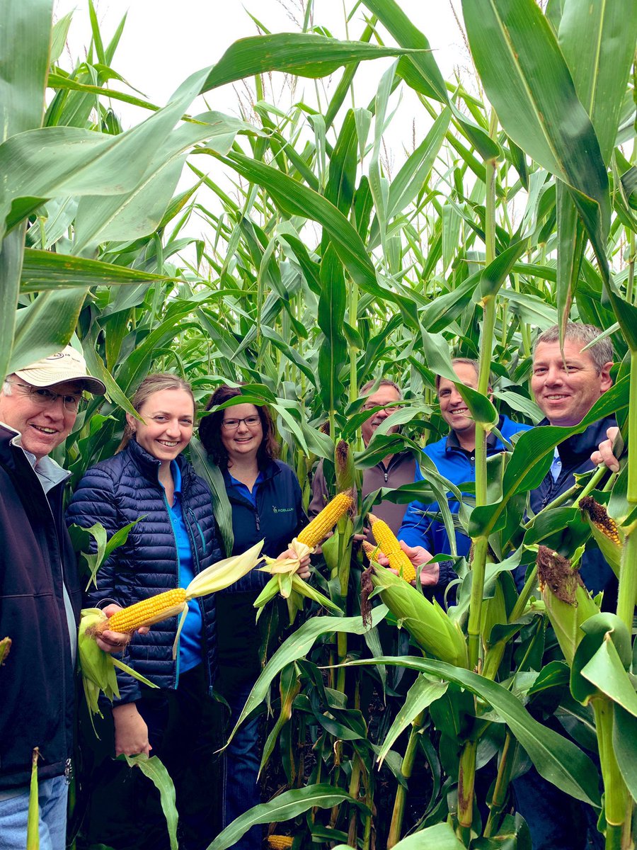 AngiePokeygf's tweet photo. #Allegiant 8734 looks to be a big winner for 2019! #AllegiantSeed #CHSAgServices https://t.co/ePIpFjsFRB
