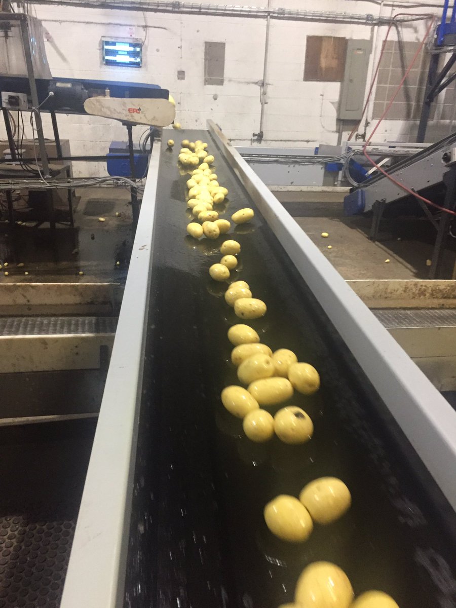 GordVisser's tweet photo. #Harvest19 #Colomba off to market. Incredible Variety. @yegpotato @vissermatthew https://t.co/rV0MzyVcks