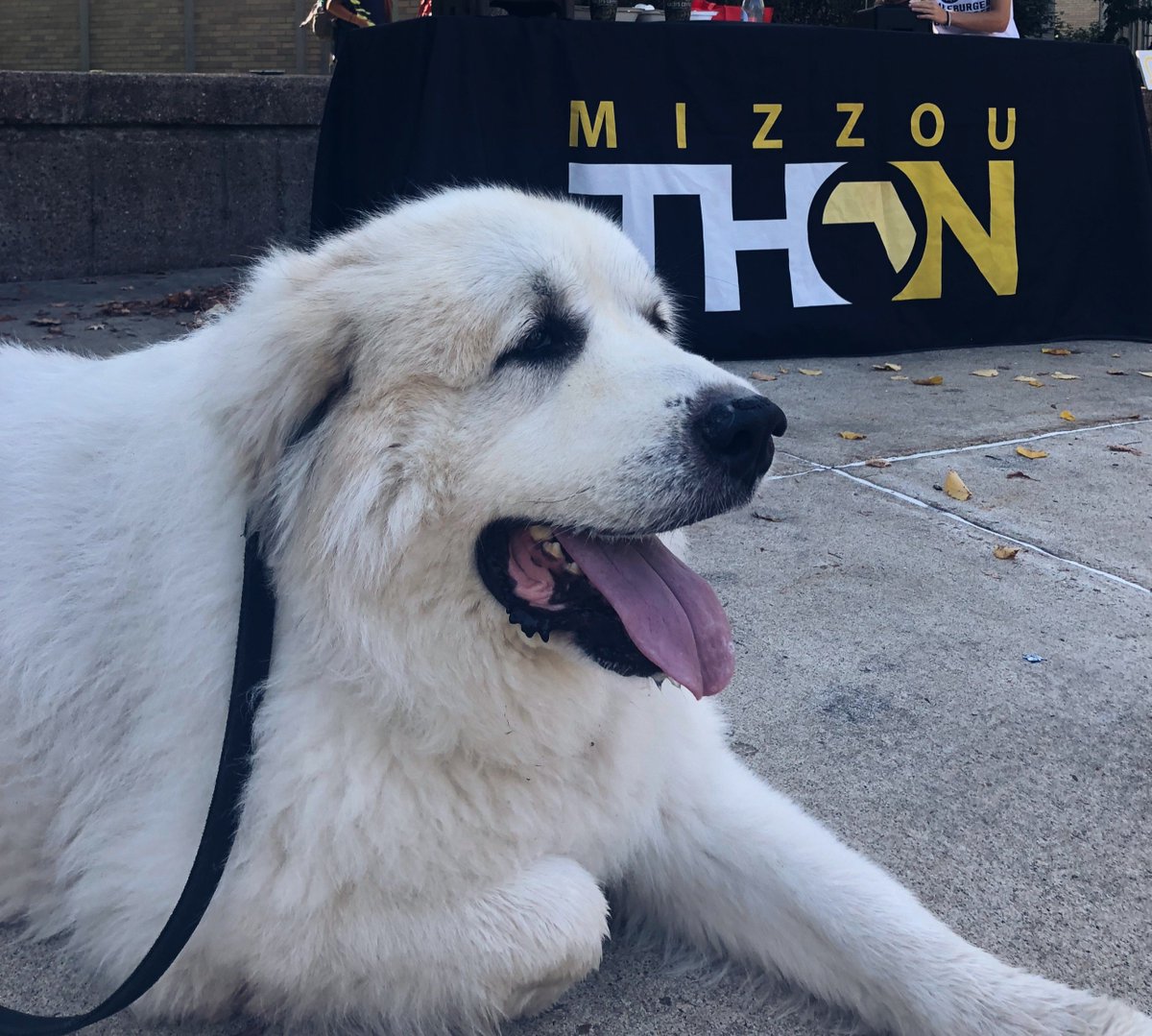 Tacos, Harlan and Hacky Sack Guy. Our year is just getting started. 
.
.
.
[Image description: a MizzouThon flyer is held in front of a colorful food truck, a man sits and points to a book and a white dog lays in front of the MizzouThon table]