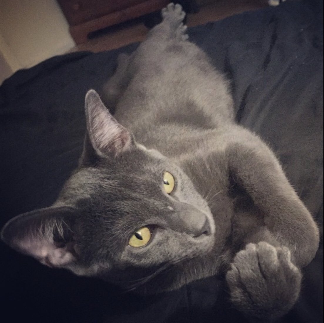 KittyKatFlat's tweet photo. From one of our new Instagram followers. Happy Wednesday!! #kittykatflat #meow https://t.co/CpcaShOqWR