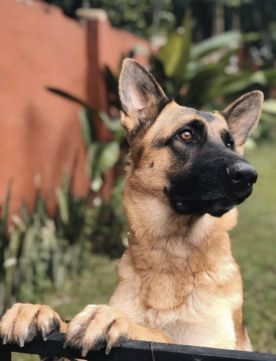 petboxpy's tweet photo. [ABRO HILO] de fotos de sus mascotas bebes/hasta ahora! HAGAMOS EL MEJOR HILO 😍 Empezamos nosotros..

..y para motivar, entre los participantes sortearemos una cajita! 📦 https://t.co/0SVoZwRcva