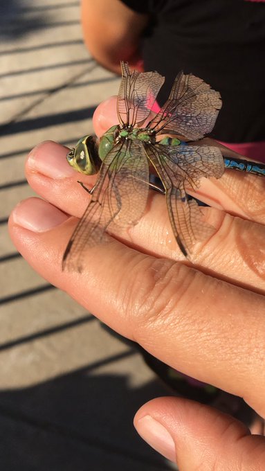 I just made a new cool friend...               I saved him from drowning https://t.co/eopQ3MIwcO<a href="/tag/art"class="tags"><span>#art</span></a>