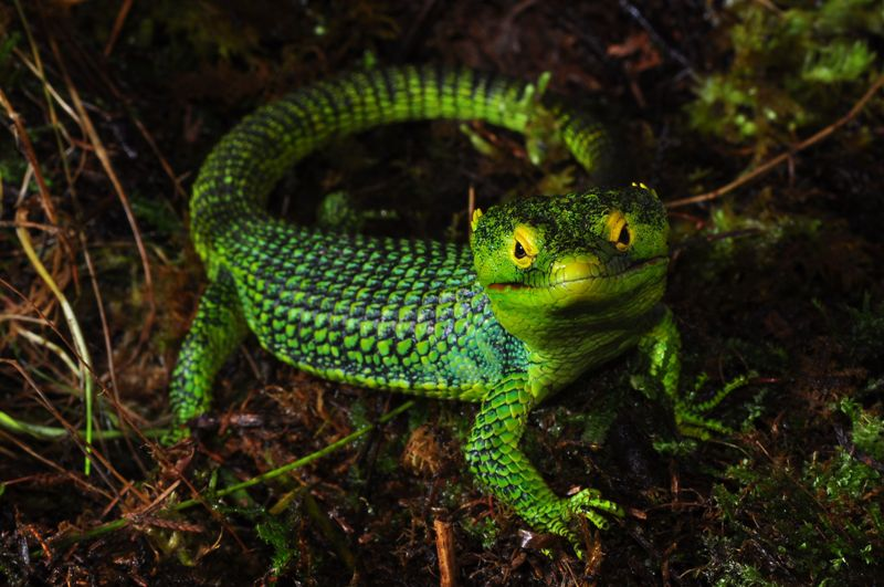 EcologicoGt's tweet photo. Abronia vasconcelosii🦎es un reptil endémico de Guatemala🇬🇹Se distribuye en bosques a 2,000-2,200 msnm, en un área de aprox. 2,500 km2. Su estado de conservación es Vulnerable debido a la pérdida de hábitat. #MesPatrio #endemics #Anguidae https://t.co/FTRjV48zU4