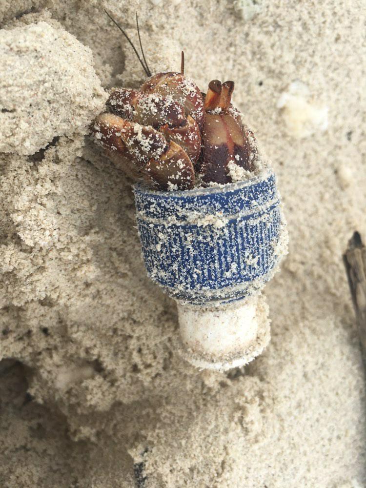 lasMarabuntas's tweet photo. Visto en PANAMÁ 🇵🇦💔 La contaminación por plásticos de un solo uso y cada día empeora.
¿Qué hacer?
1. REDUCE 🚯
2. REUTILIZA 🔁
3. RECICLA ♻️
En ese orden de prioridades ⚠️

Foto por: @UrsulaKiener https://t.co/AU5fMkl2MU