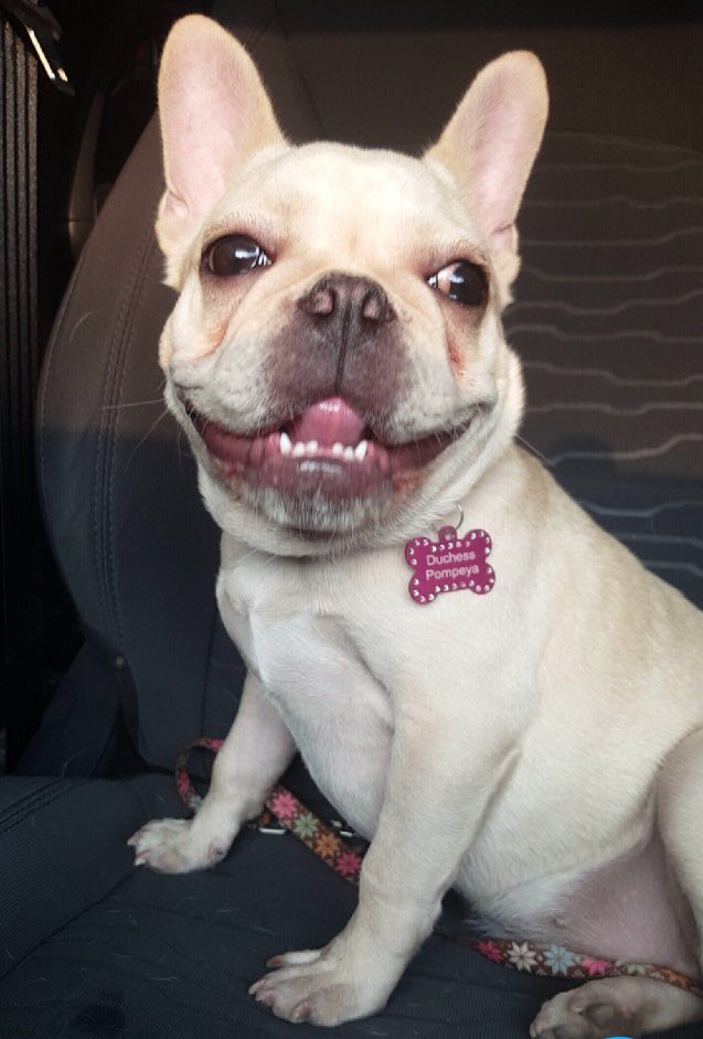 aleriquelme95's tweet photo. @petboxpy Pompeyita Maria, dos meses y 3 años y medio! Sigue siendo mi bebé princesa 😍❤️ https://t.co/NyfbhevQ1I
