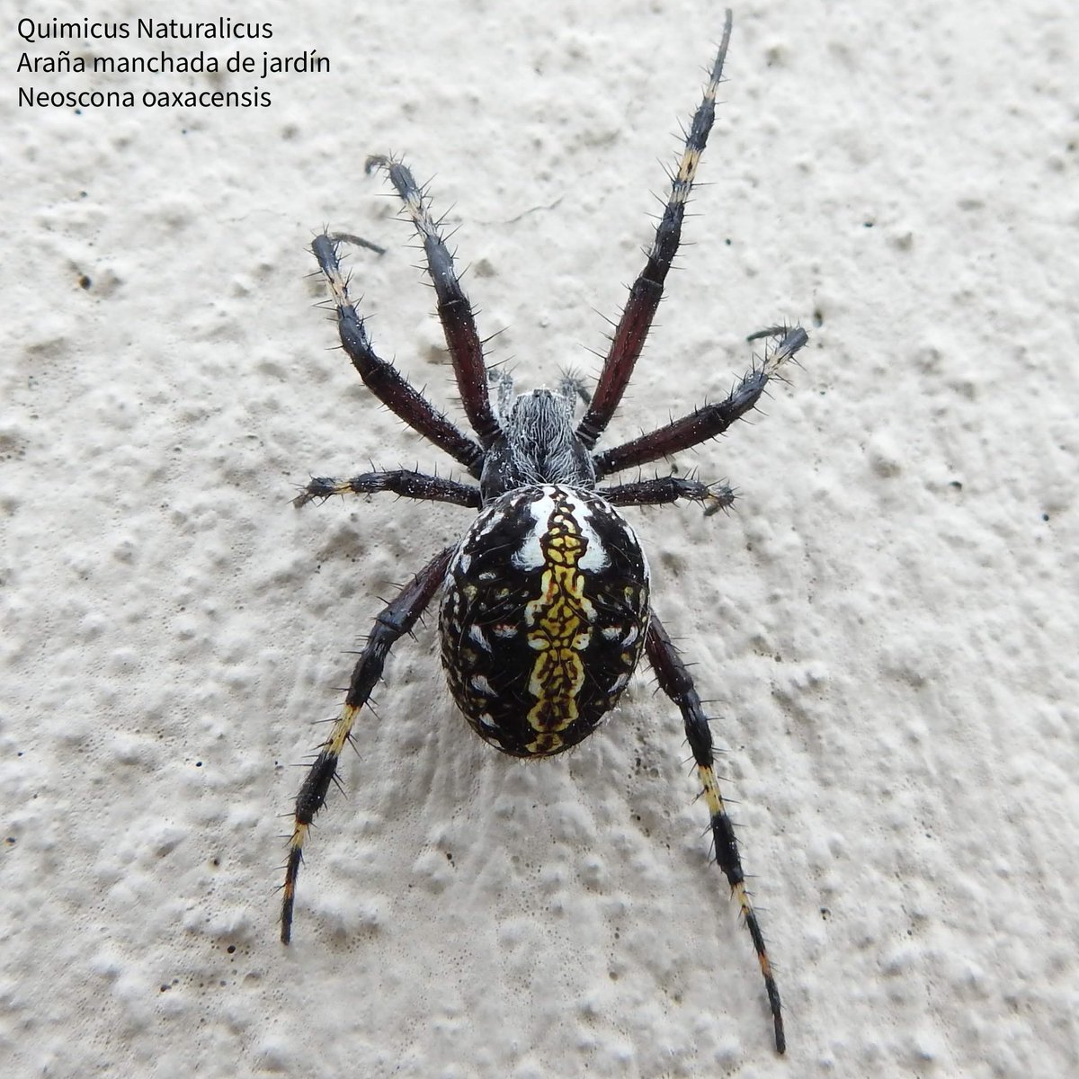 quimicus's tweet photo. Pues ya se va la Araña manchada de jardín, Neoscona oaxacensis, a otro lugar donde no la lastimen...

#quimicus #NikonMx #arañas #spiders #ArañaManchadadeJardín #Neosconaoaxacensis #WesternSpottedOrbweaver #naturephotograpy #naturaleza #nature #irapuato #itesi https://t.co/cXcosyBnoM