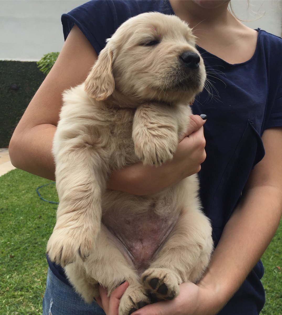 vcontisaguier's tweet photo. @petboxpy Chipa❤️ 45 días - 3 años https://t.co/Zkv4aagqQZ