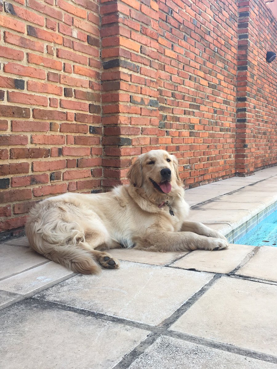 vcontisaguier's tweet photo. @petboxpy Chipa❤️ 45 días - 3 años https://t.co/Zkv4aagqQZ
