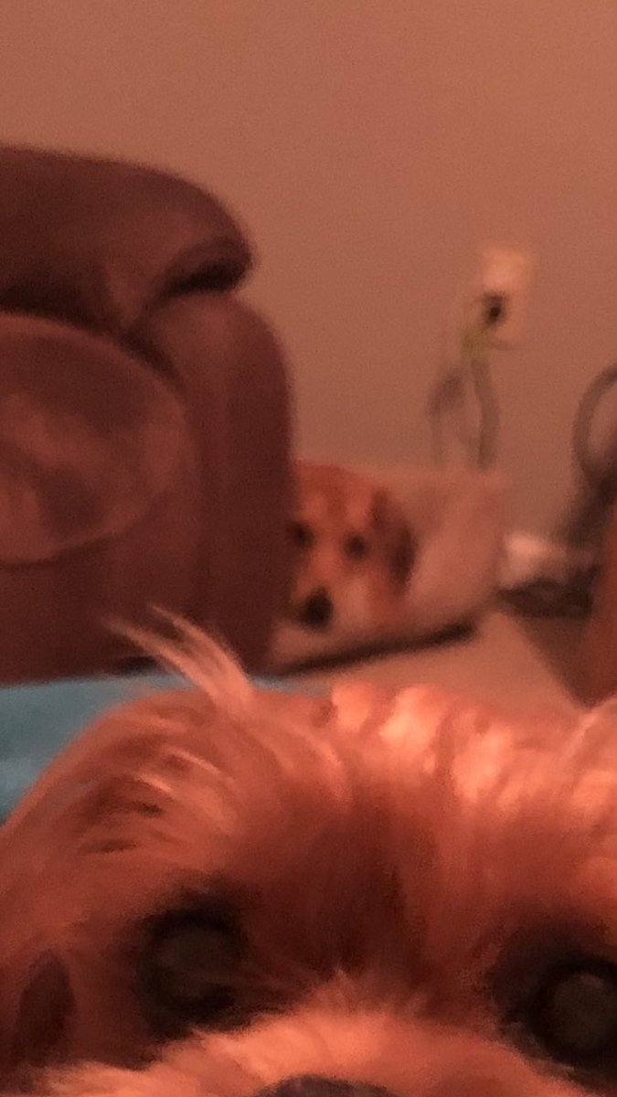 THaley15's tweet photo. When your grandma asks about your sister and not you 🐶 https://t.co/6YaMcDGcos