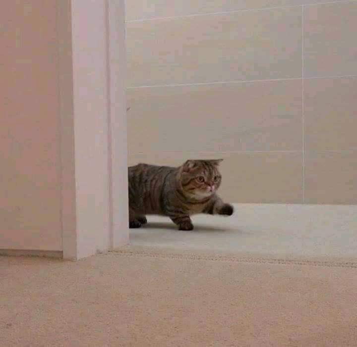 mortal4you's tweet photo. @ohsxrx_ 

Tengo muchas cosas que hablar con su due y anexo un gato para que no me ignore. https://t.co/33gzIUtaGs